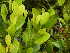 Phoradendron undulatum