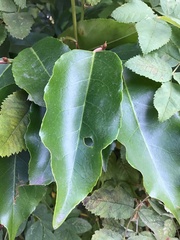 Prunus lusitanica