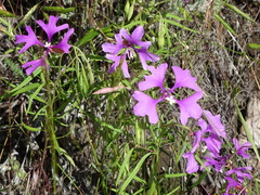 Clarkia pulchella