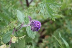 Phacelia secunda