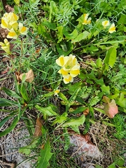 Linaria vulgaris