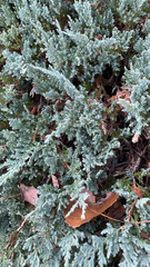 Juniperus horizontalis