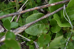 Pyrola asarifolia