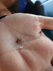 Gonipterus platensis