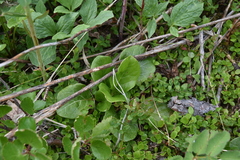 Pyrola asarifolia
