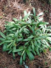 Hymenoxys integrifolia