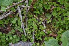 Linnaea borealis longiflora