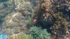 Ericaria selaginoides