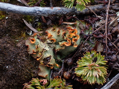 Solorina crocea