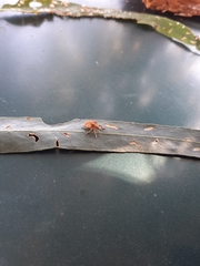 Gonipterus platensis