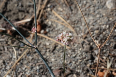 Eriogonum nudum