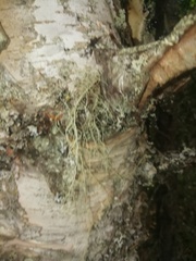 Usnea dasopoga