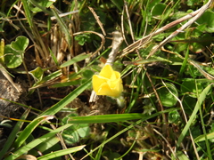 Oxalis perennans