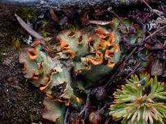 Solorina crocea