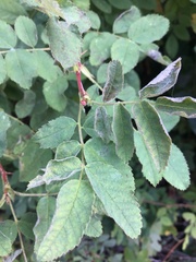 Rosa nutkana