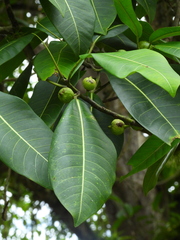 Ficus insipida