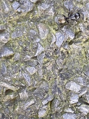 Camponotus pennsylvanicus