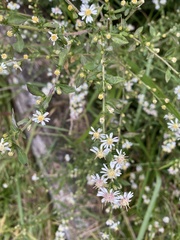 Symphyotrichum lateriflorum