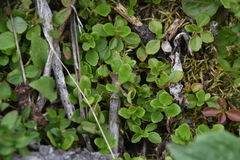 Linnaea borealis longiflora