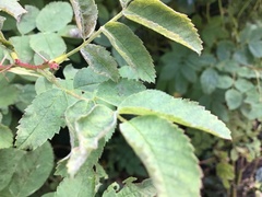 Rosa nutkana