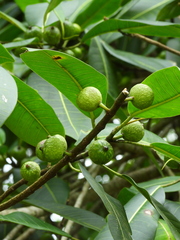 Ficus insipida