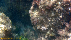 Parablennius pilicornis