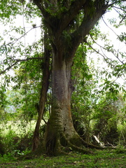 Ficus insipida
