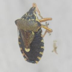 Pinthaeus sanguinipes