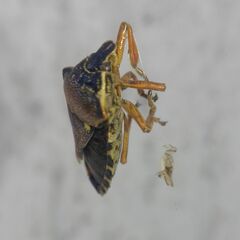 Pinthaeus sanguinipes