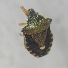 Pinthaeus sanguinipes