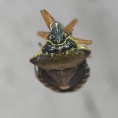 Pinthaeus sanguinipes