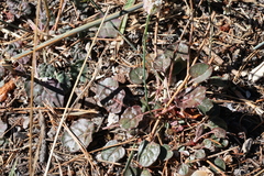 Eriogonum nudum
