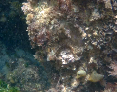 Parablennius pilicornis