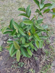Psidium