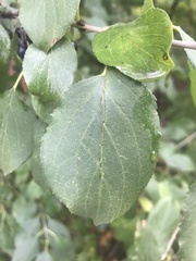 Rhamnaceae