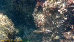 Parablennius pilicornis