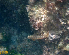 Parablennius pilicornis