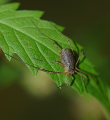 Oligolophus