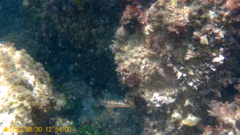 Parablennius pilicornis