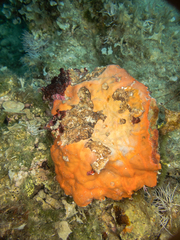 Spirastrella cunctatrix