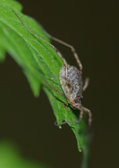 Oligolophus