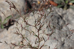 Gayophytum diffusum