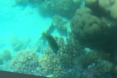 Chaetodon fasciatus