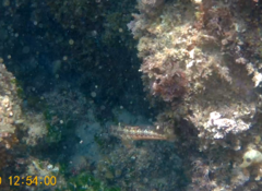 Parablennius pilicornis
