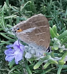 Lampides boeticus
