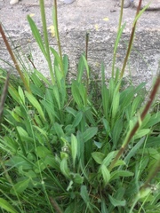 Pilosella aurantiaca