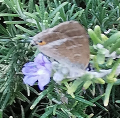 Lampides boeticus