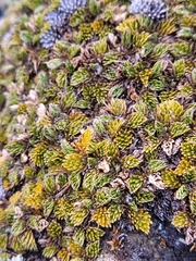 Anisotome imbricata