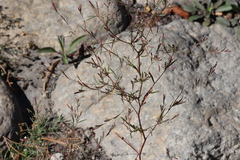 Gayophytum diffusum
