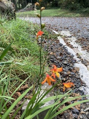 Crocosmia